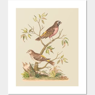 Finch Bird Nature Illustration Posters and Art